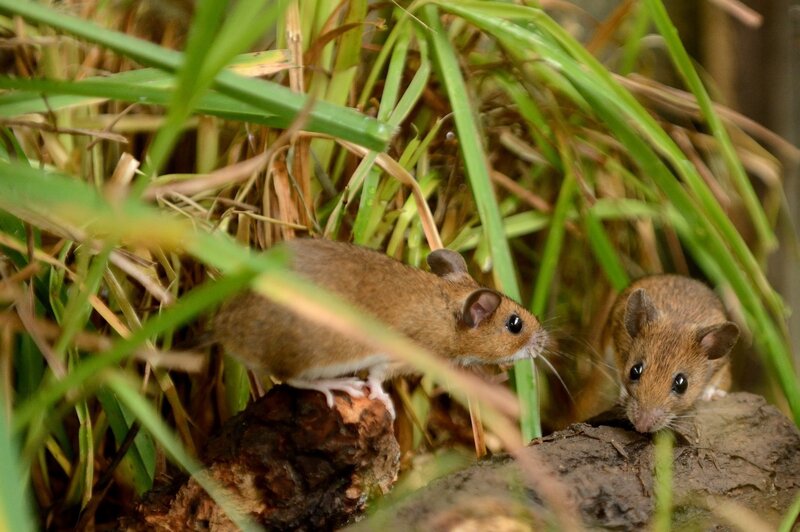 Two mice in grass