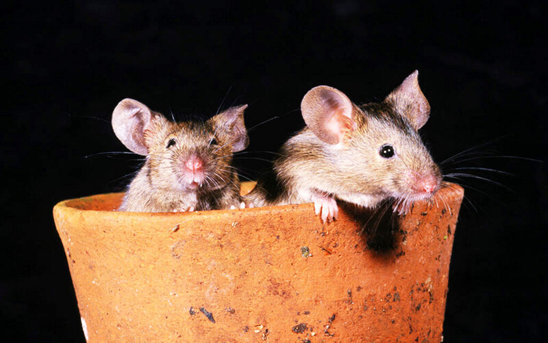 Two Mice in Pot