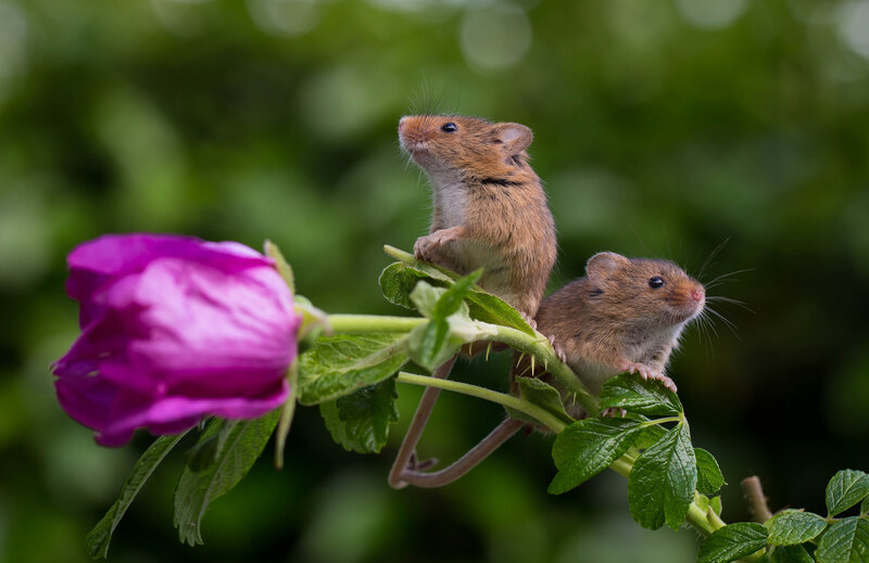 Two Mice on a Rose Stem