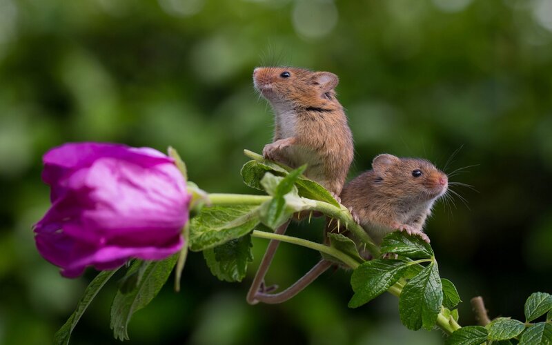 Two Mice on a Stem — Purple