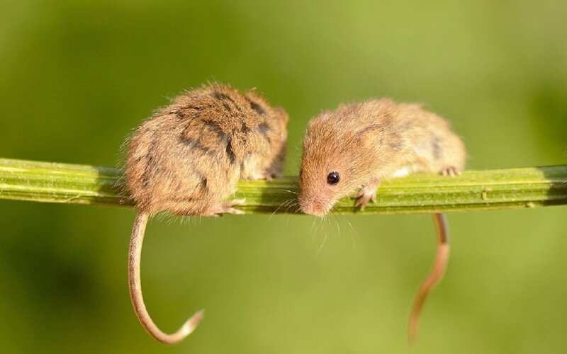 Two Mice on a Stem