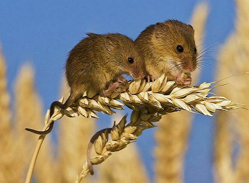 Two mice on a wheat stalk