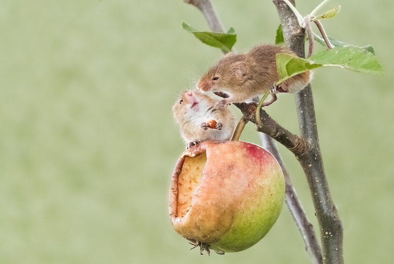 Two Mice on Apple