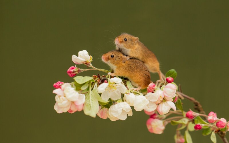 Two Mice on Blossoms