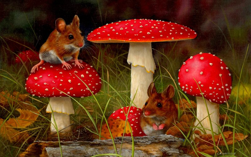 Two Mice on Mushrooms