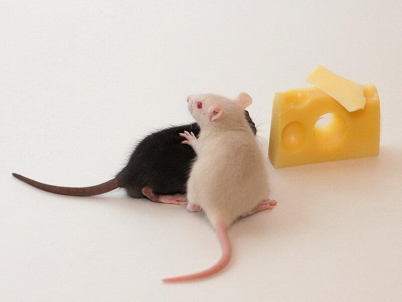 two mice with cheese