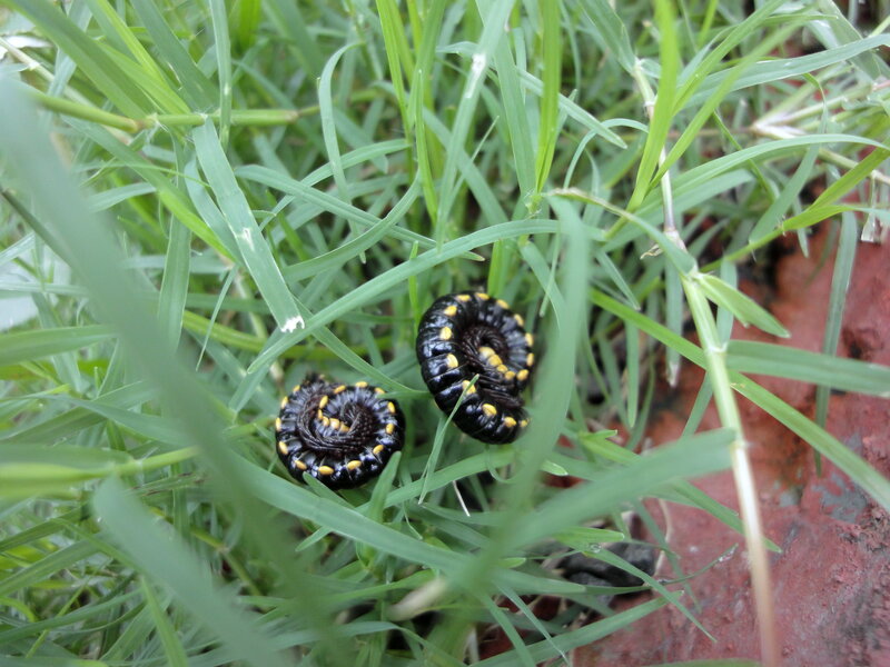 Two Millipedes in Grass
