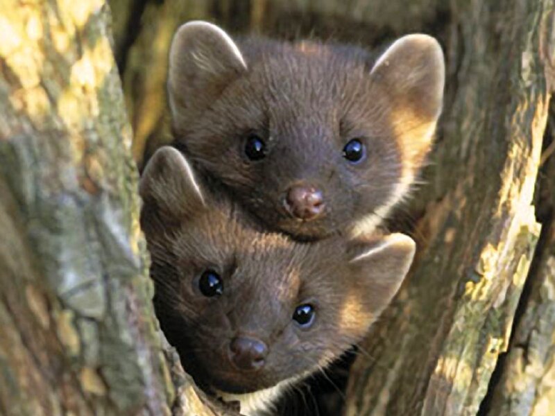Two Mink in Tree