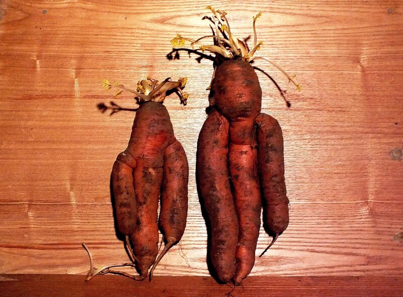 Two Misshapen Carrots