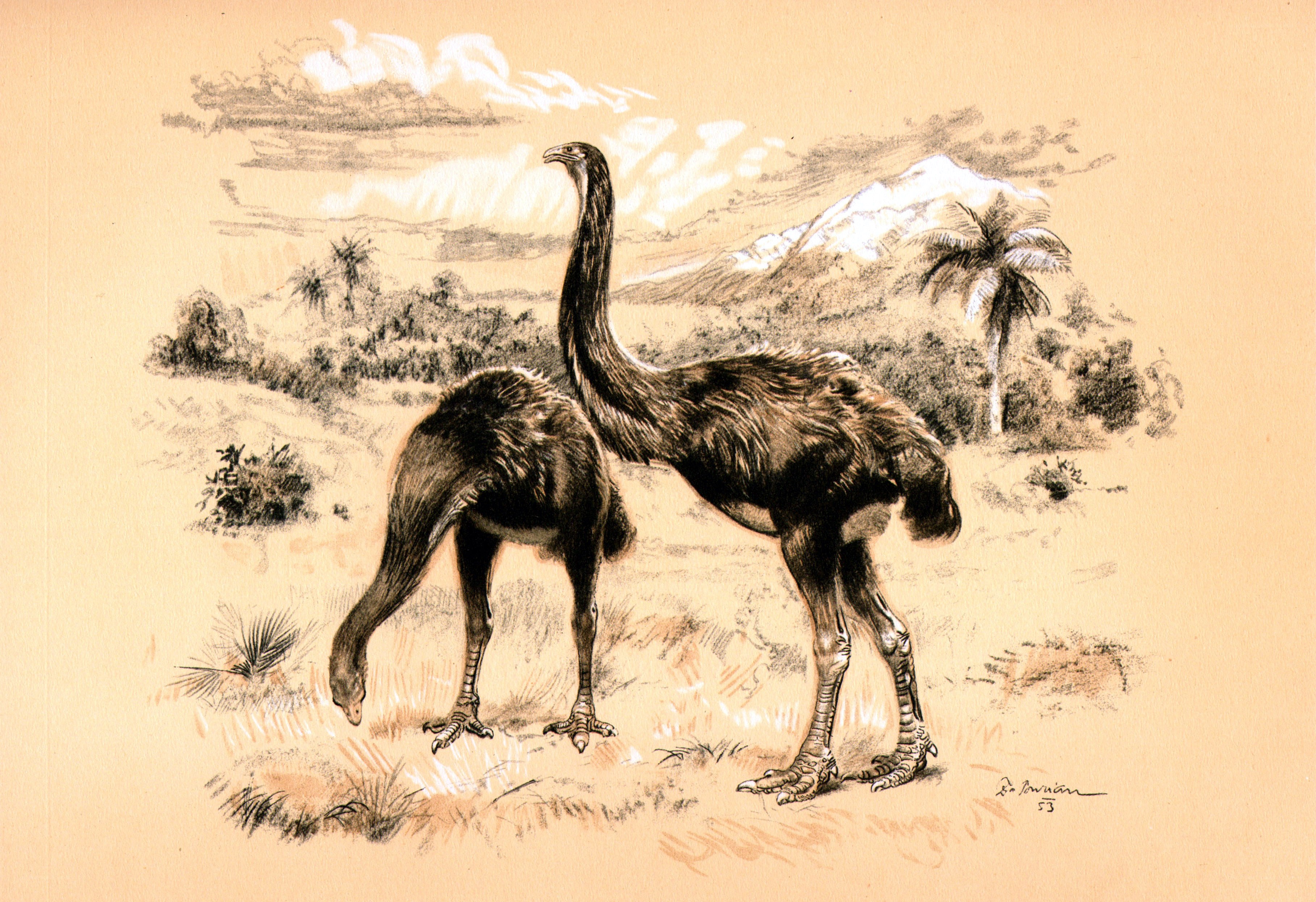 Two moa birds in a landscape
