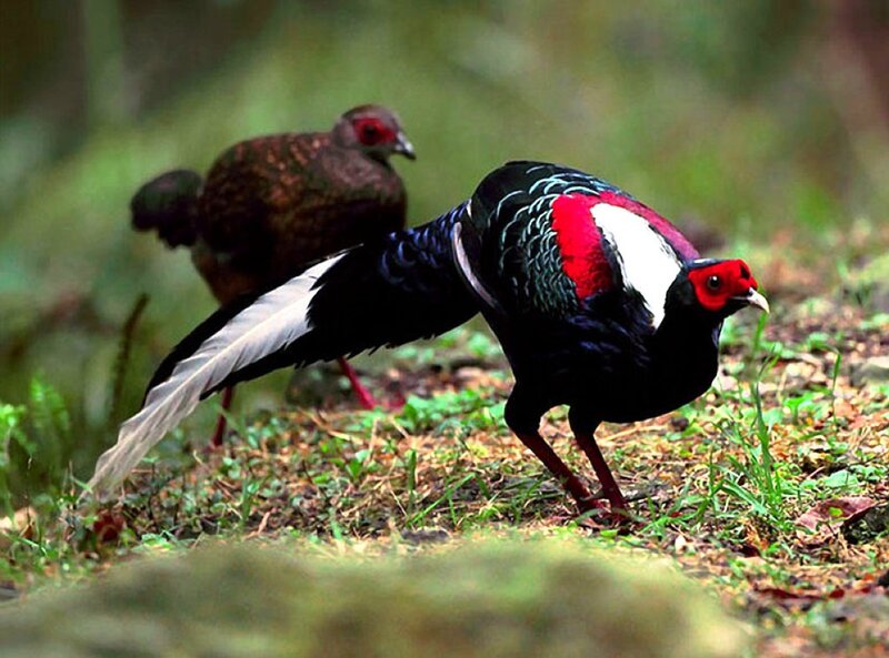 Two Monal Pheasants