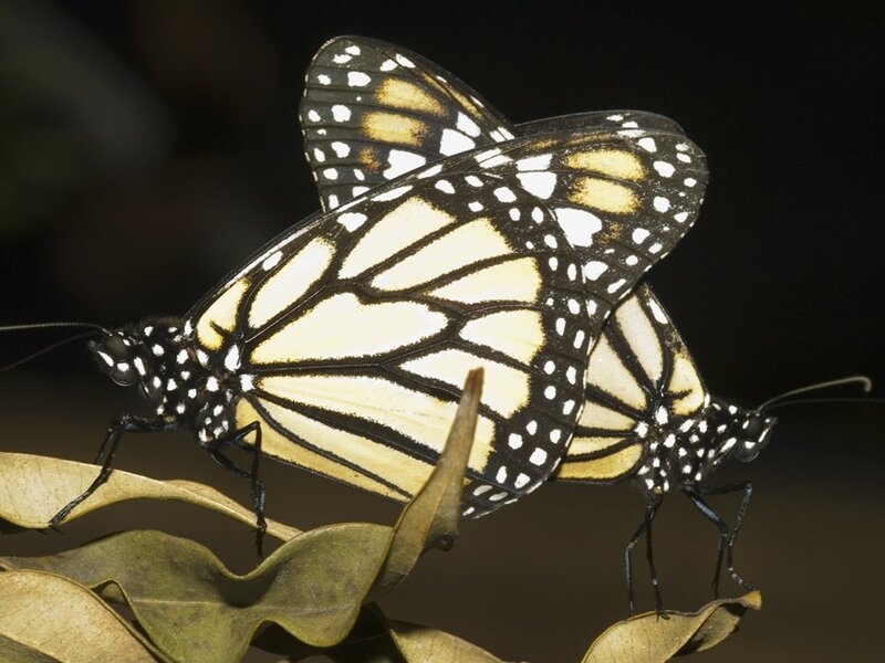 Two Monarch Butterflies — Black