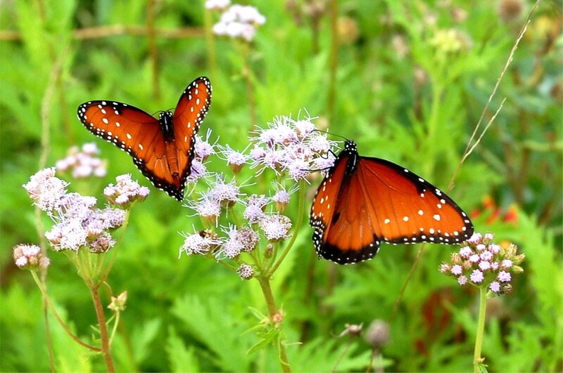 Two monarch butterflies on flowers