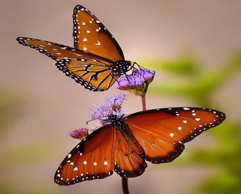 Two Monarch Butterflies — Orange, Calm, Afternoon, Photograph, Flower, Stem