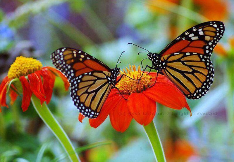 Two Monarch Butterflies — Orange, Calm, Afternoon, Photograph, Flowers