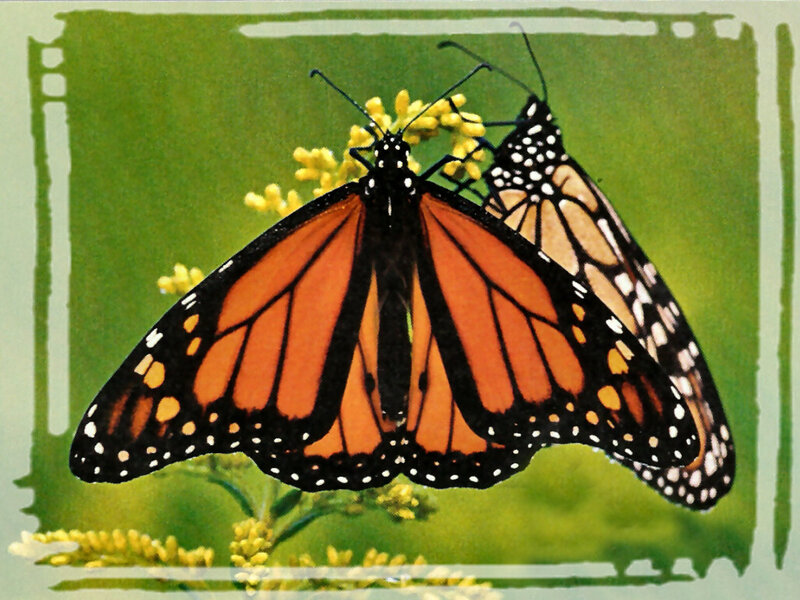 Two Monarch Butterflies — Orange, Calm