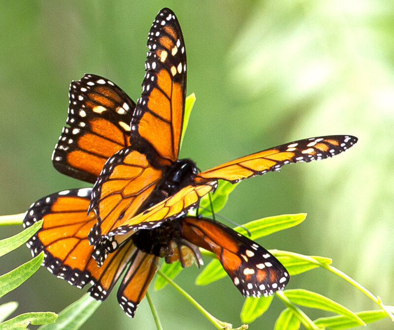 Two Monarch Butterflies — Orange, Natural