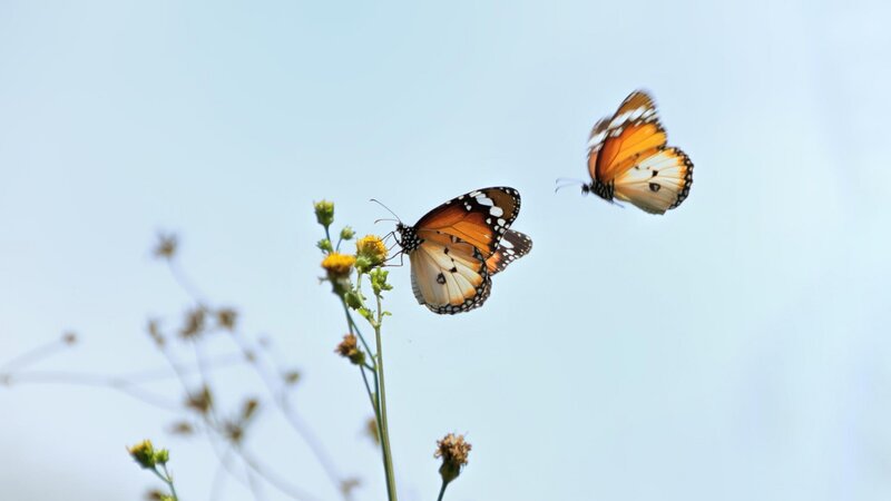 Two Monarch Butterflies — Orange, Serene, Afternoon
