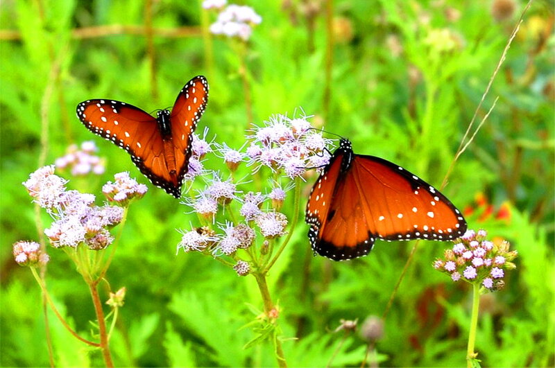 Two Monarch Butterflies — Orange, Serene