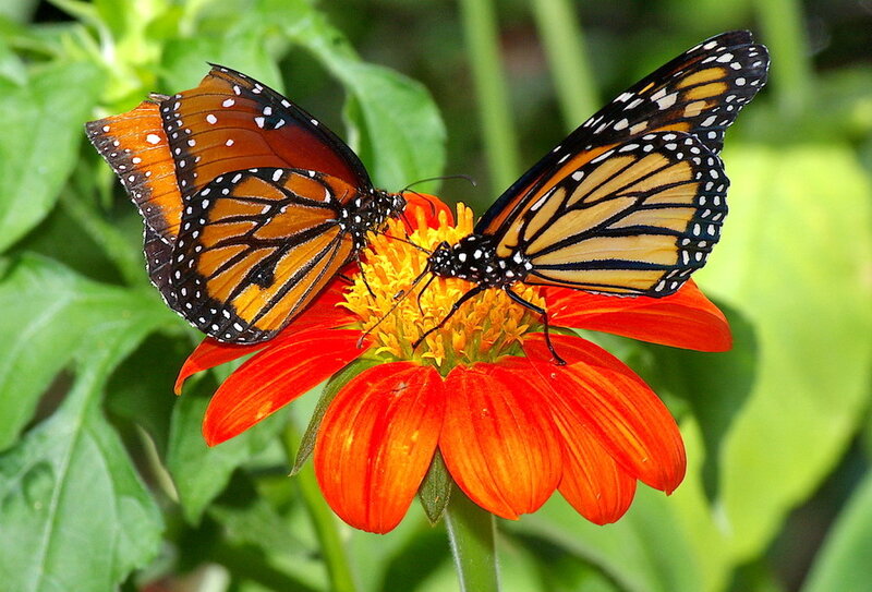 Two Monarch Butterflies — Orange
