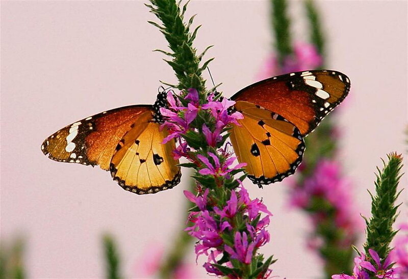 Two Monarch Butterflies