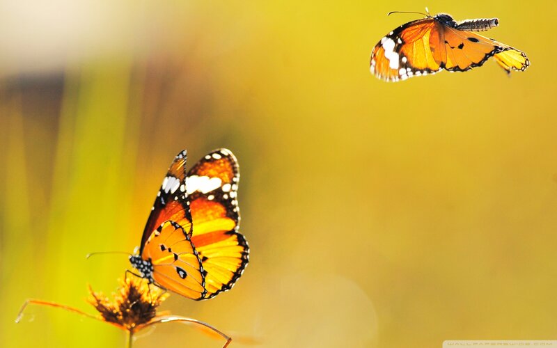 Two Monarch Butterflies — Yellow, Serene