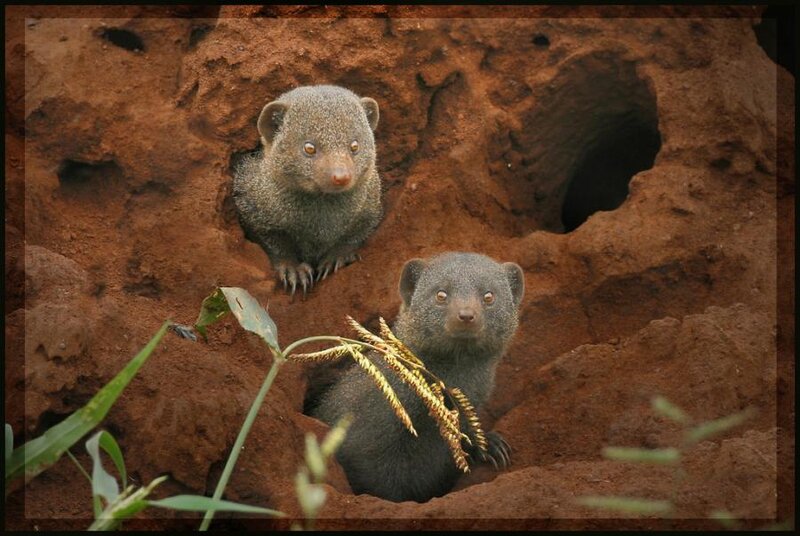 Two Mongoose Pups