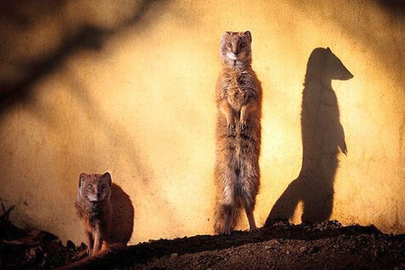Two Mongooses Standing