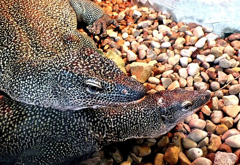 Two Monitor Lizards