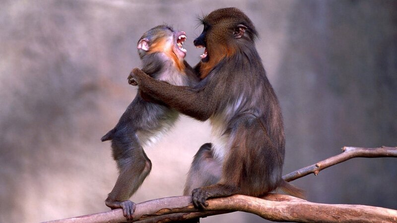 Two Monkeys Fighting