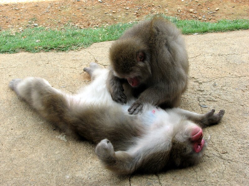 Two Monkeys Grooming — Brown