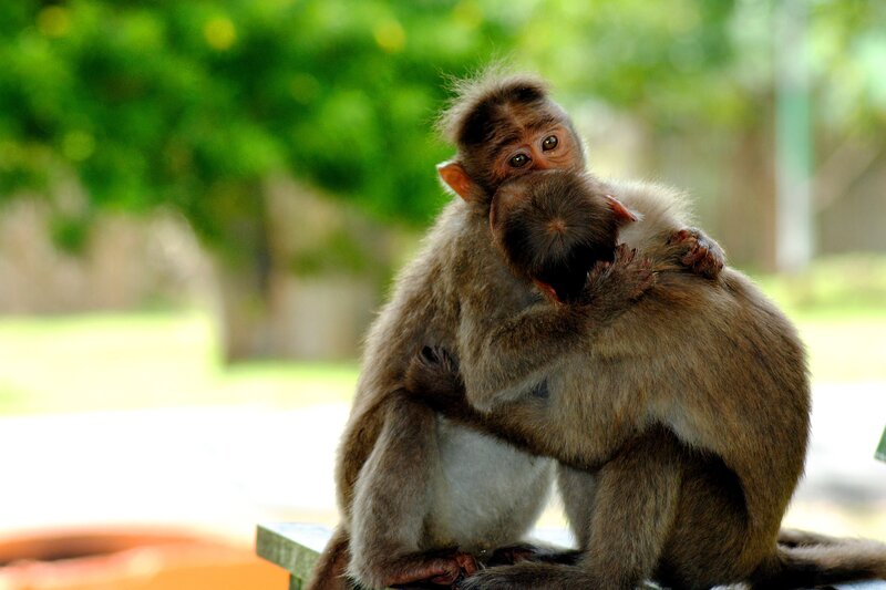 Two monkeys hugging