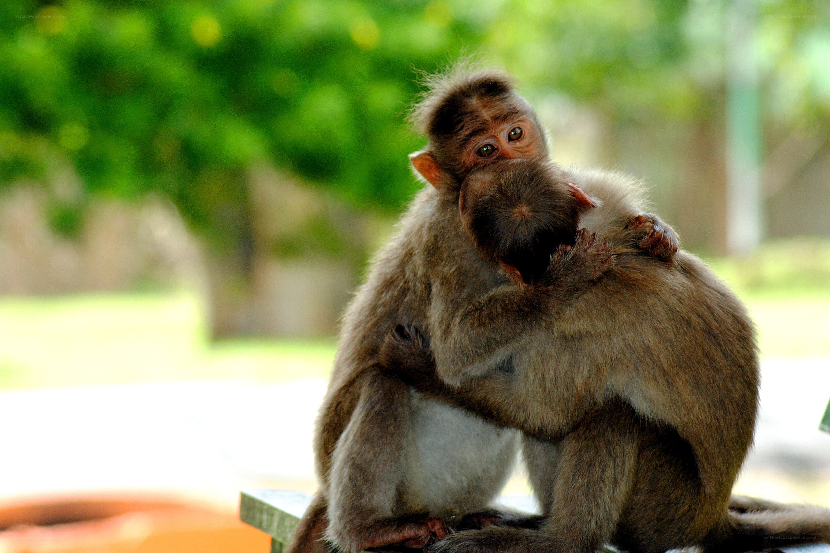 Two monkeys hugging