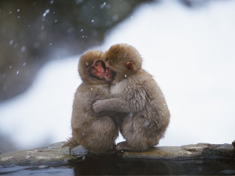 Two Monkeys Hugging — Brown, Calm