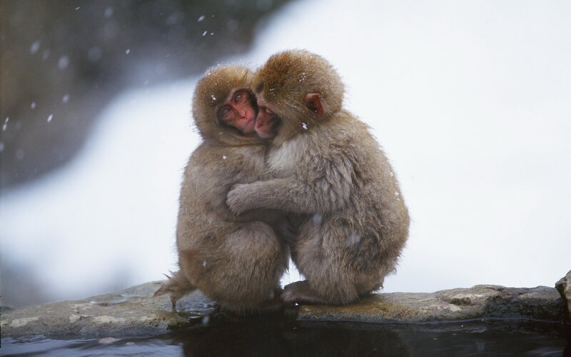 Two Monkeys Hugging — Brown, Calm, Winter, Photograph, Snow, Rock