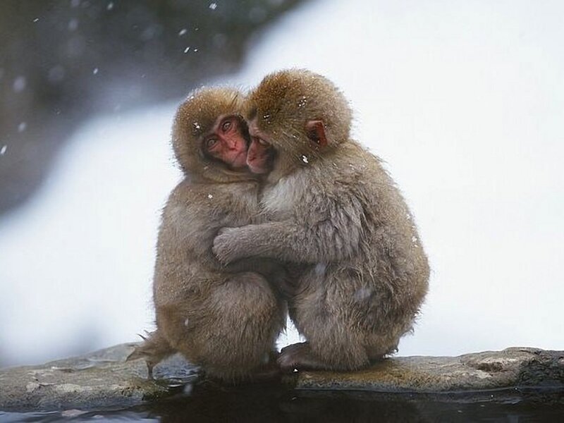 Two Monkeys Hugging — Brown, Calm, Winter, Photograph, Snow