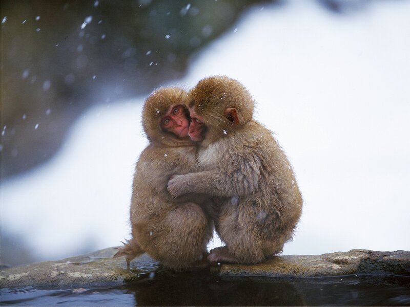 Two Monkeys Hugging — Brown, Calm, Winter, Photograph