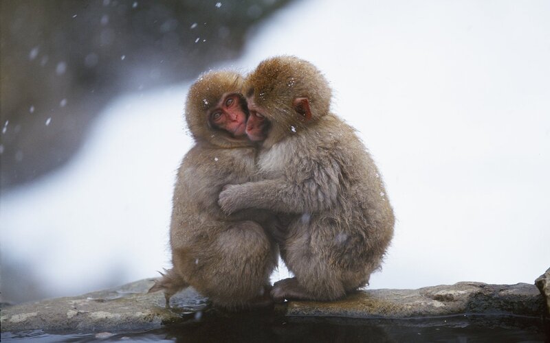 Two Monkeys Hugging — Brown, Calm, Winter