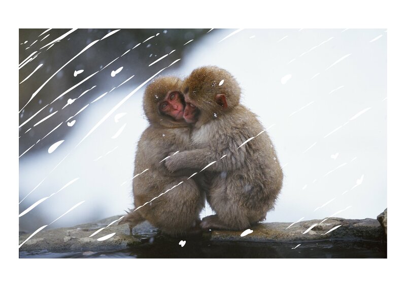 Two Monkeys Hugging — Brown, Cold