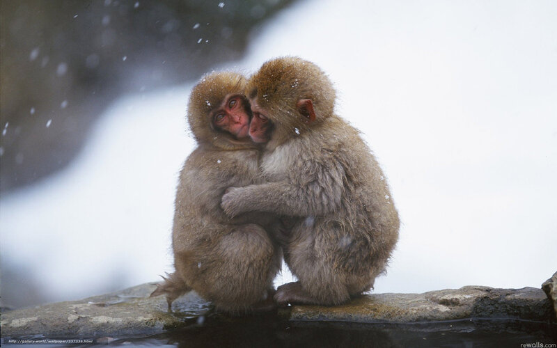 Two Monkeys Hugging — Brown, Cold, Winter, Photograph