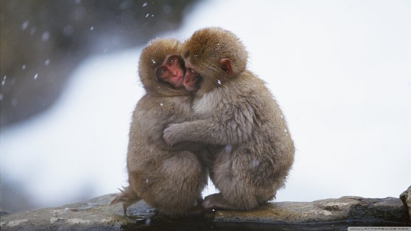 Two Monkeys Hugging — Brown, Cold, Winter