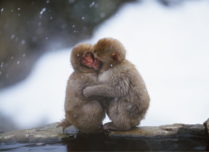 Two Monkeys Hugging — Calm