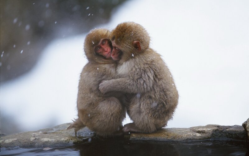 Two Monkeys Hugging — Snow