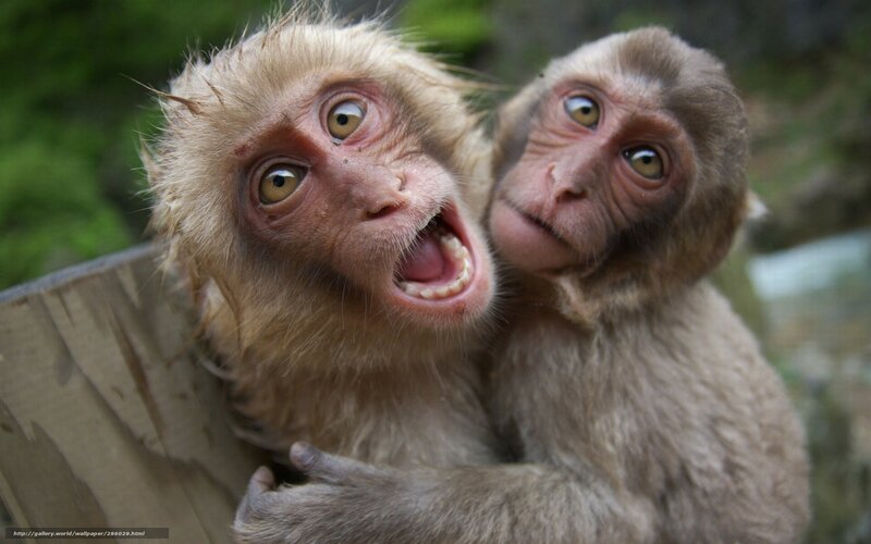 two monkeys in a box