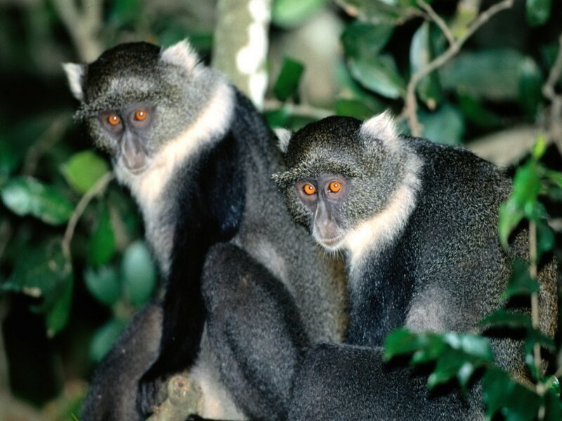 Two monkeys in a forest