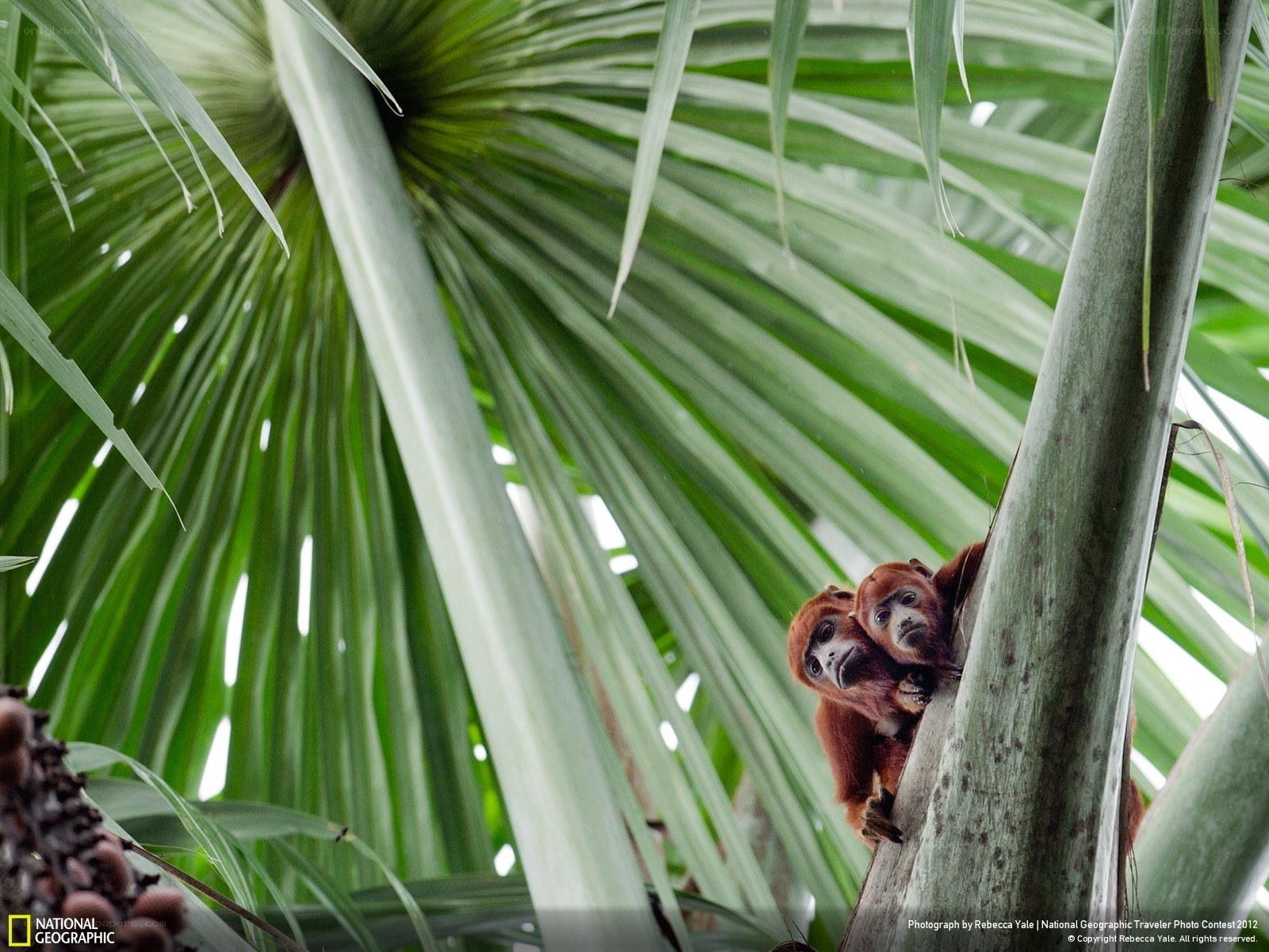 Two monkeys in a palm tree