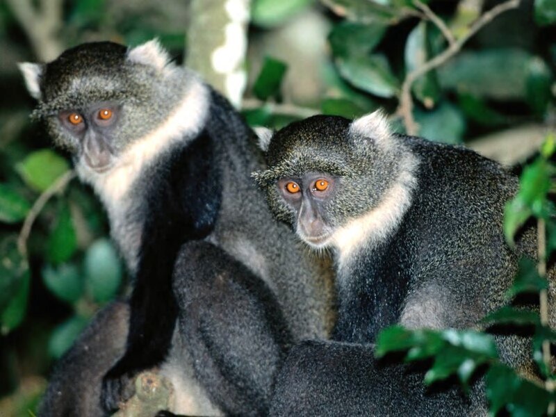 Two Monkeys in Forest — Green