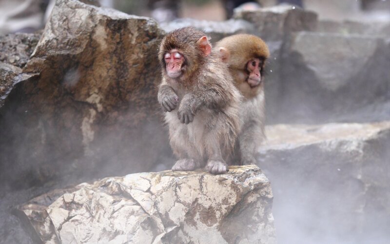 Two Monkeys in Steam — Brown