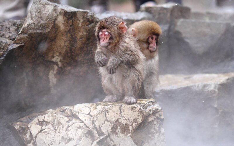 Two Monkeys in Steam