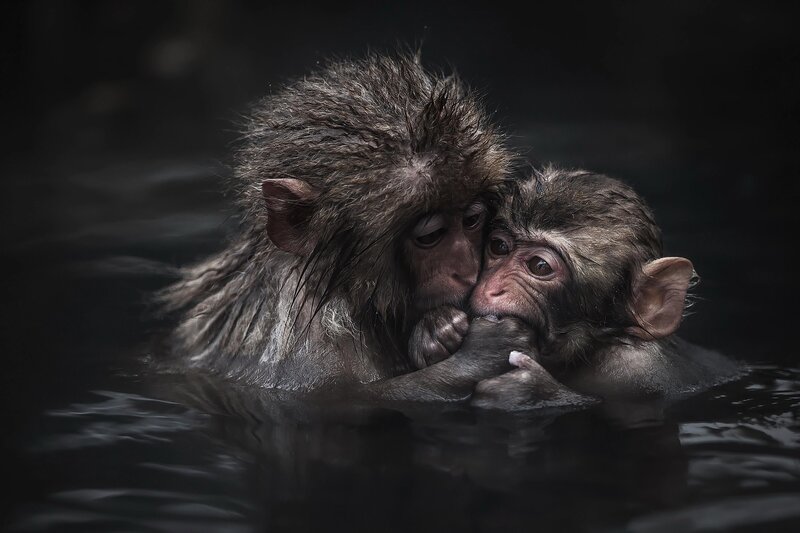 Two Monkeys in Water — Black